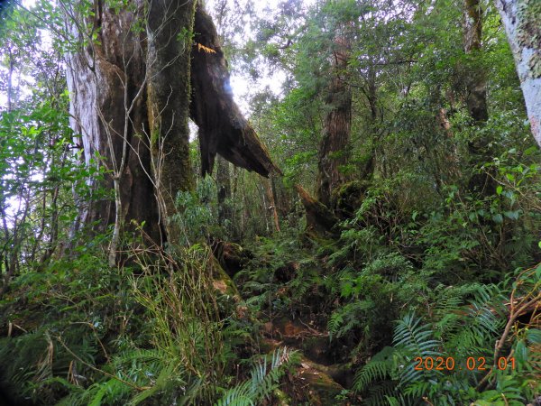 桃園 復興 拉拉山820550