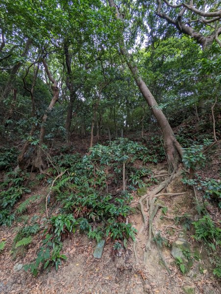 2024-05-12 軍艦岩、丹鳳山越野跑2793762