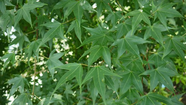 獅公髻尾山登山健行趣（郊山）1577798