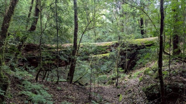 鎮西堡巨木步道群 (B區)2861192