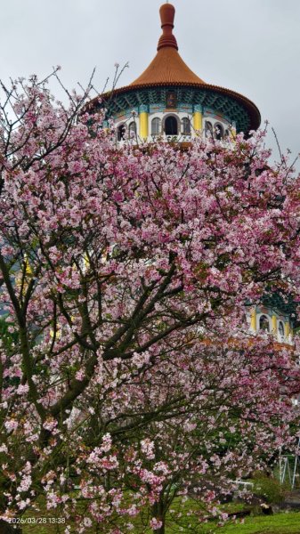 #天元宮 #吉野櫻 #頂湖小鎮 #紫藤 3/283024019