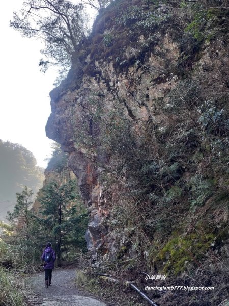 【南投】合歡溪步道：遠得要命的櫻花鉤吻鮭2912231