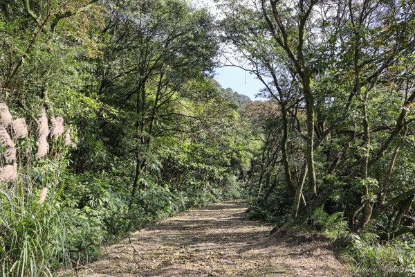 [台北天際線]姜子寮絕壁、姜子寮山、旗尾崙山1966524