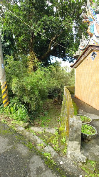 20260125 陽明山前後山健行(無極天元宮~山仔頂步道.向天池.向天山.面天山.二子坪)2997933