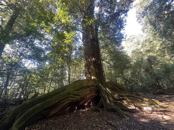 1140209雪見北坑山大板根2709952