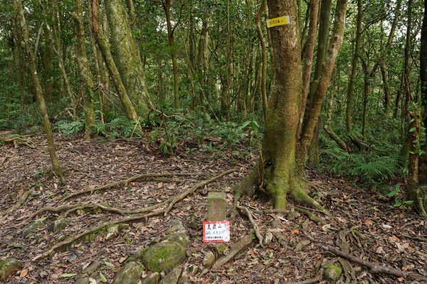 新北 烏來 美鹿山、高腰山、拔刀爾山、小巫山2703482