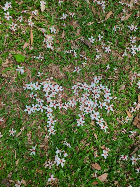 挑炭古道(三通嶺古道)+慈濟山步道2780434