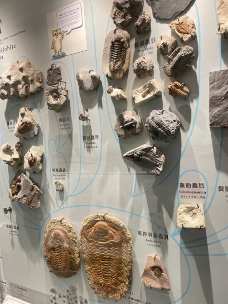 雨天備案💙 台灣博物館的古生代館-台大動植物館免費參觀-北投♨️季2799000