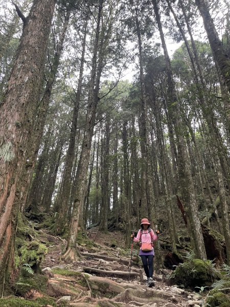 八仙駐在所 上 東八仙 接 八仙山 O繞 2023/07/082216880