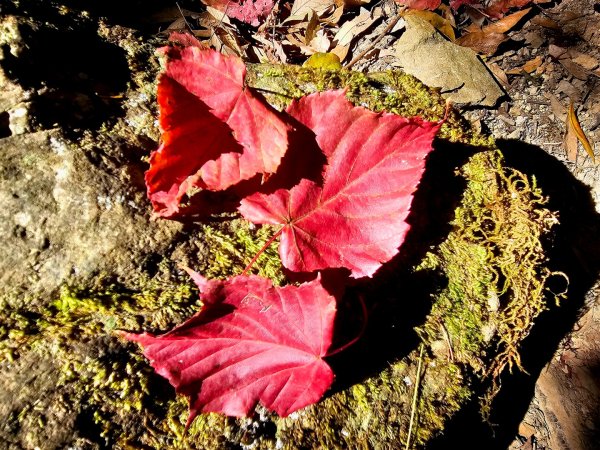 稍來山賞楓2962570