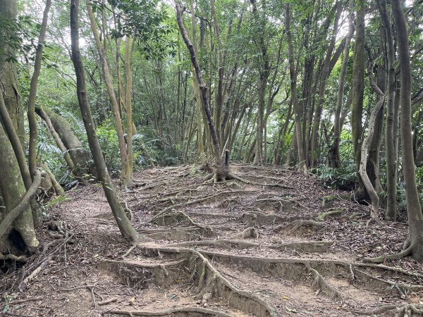 [微笑山線_第三段] 2025_0720 鳶山山系_鳶尾山封面