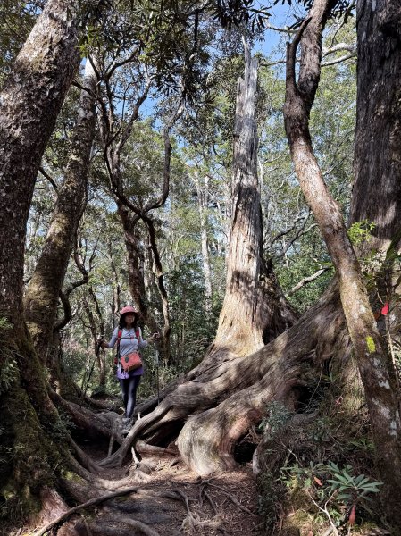 塔曼山 連走 拉拉山森林遊樂區 O繞 202510112923682