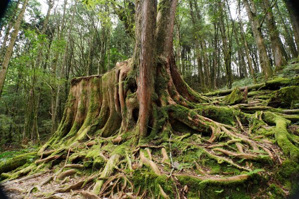 台中 和平 南松鶴山、八仙山、東松鶴山2877976