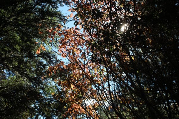 20211120南投郡大山1525099