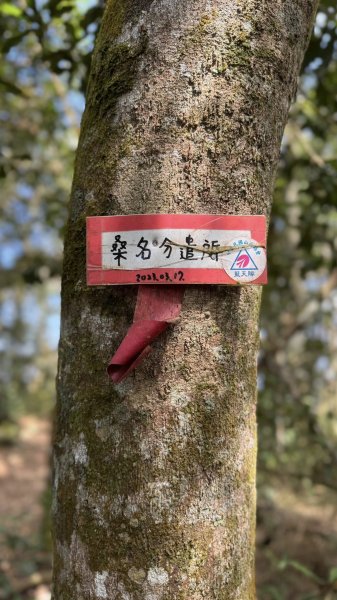 20260213 小百岳鳴海山3002978