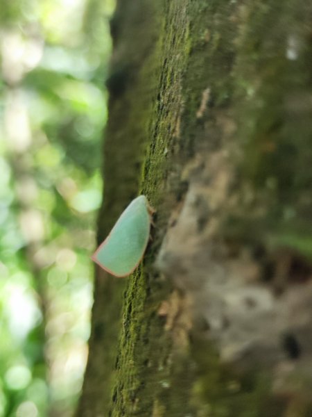 福源山步道-鶯歌大榕樹平台2847761