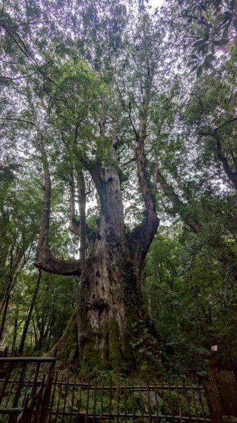 司馬庫斯巨木步道2861084