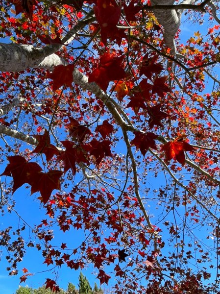 馬那邦山賞楓趣1549580