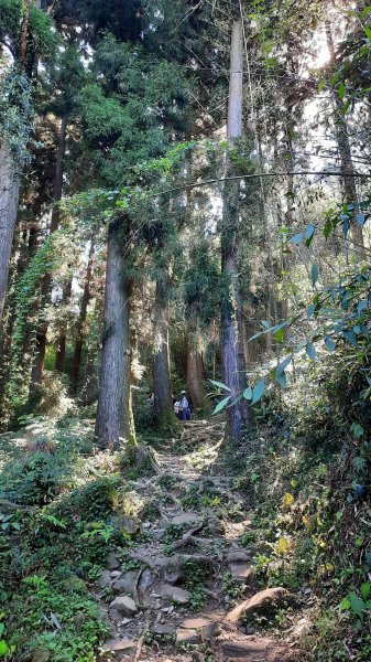 《嘉義》涼爽有冷喔｜奮起湖大凍山步道(多林登山口)202207301784024