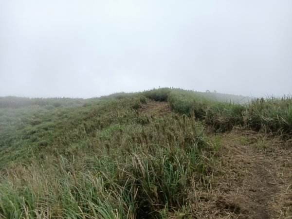 雙溪區鶯子頂山-950峰-鶯子嶺去回3033906