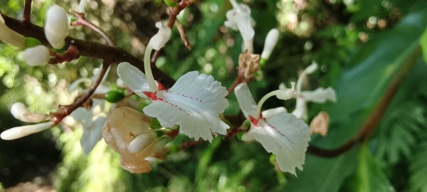 2025/06/28_馬胎+南坪古道2823748