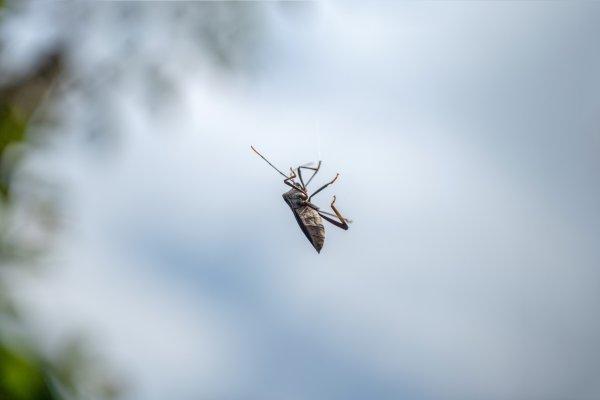 礁溪 五峰旗-跑馬古道3029609