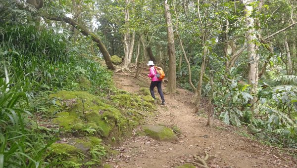 (姨婆趴趴走)第五十集:新北樹林大同山、青龍嶺、大棟山諸峰連走2751613