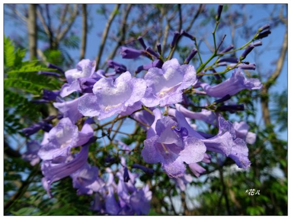 藍花楹花開1693108