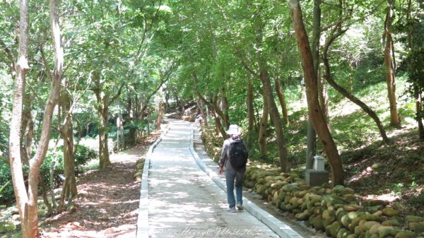 《苗栗》卵石桐花｜好客公園雪桐步道202604263042959