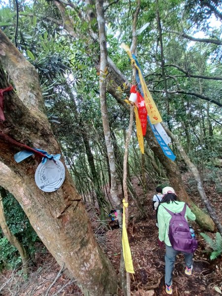 【台中和平】筆直的杉林.林相優美。 橫嶺山x沙連山P型2869041