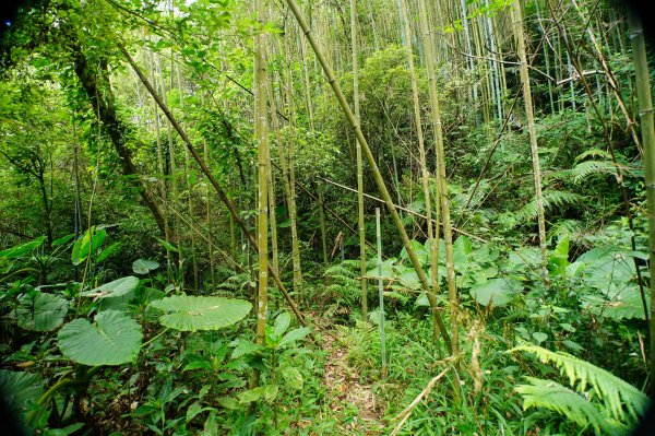 新竹 尖石 道下山、牛欄坑山、大混山3064744