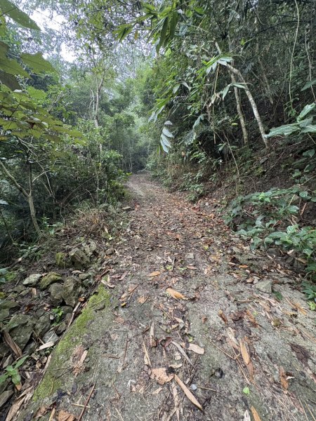 20251108西阿里關山步道(小林村東側登山口啟登)2933494