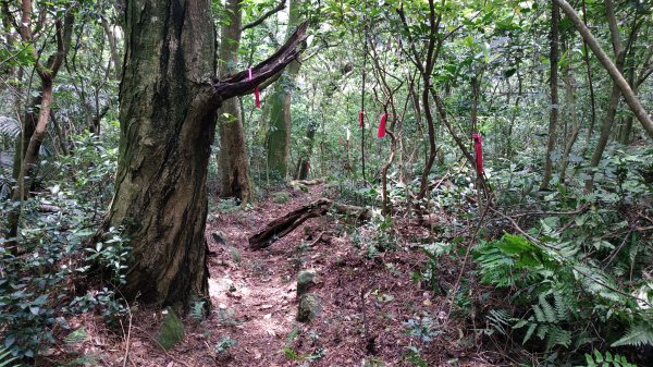 ✅興福寮/巴拉卡舊水管路-開墾地遺址 (全段擴徑增繩.重整完成)2506767