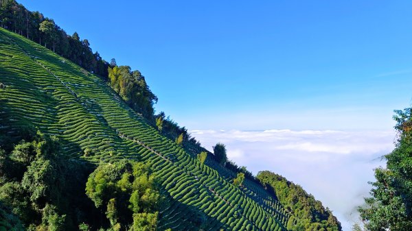 溪頭~金柑樹山/嶺頭山/忘憂森林O形走（沿路竟是耶穌光）1884174