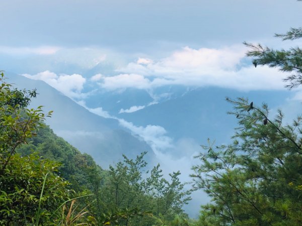 1090801北坑山.大板根1053864