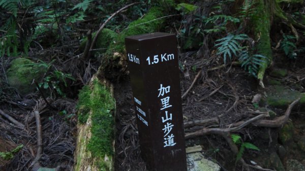 加里山登山健行趣(小百岳42)1527256