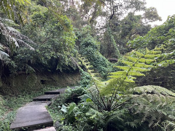 [微笑山線_第六段] 2025_0807 二格山系_和美山螢火蟲段2854618