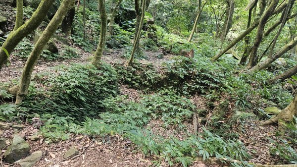 20250820金童玉女月牙天沖(金童嶺-玉女嶺-女王尖-月牙嶺-瑞光嶺-明月崙-清淨嶺-文筆嶺-清2872756