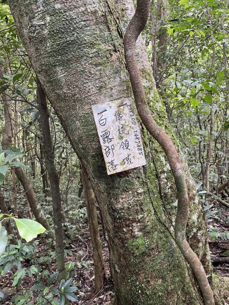 舊白鷺部落-久保山-久集山-棚集山-丹林 2025.8.72863994