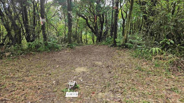 20250519石碇大崙-南勢坑山-鑽石峰-人頭面山-南勢坑大尖-小尖山主前北峰2791604
