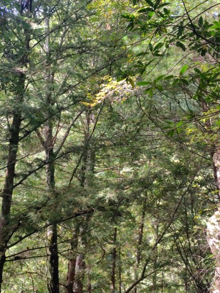 巒安堂、西巒大山2931647