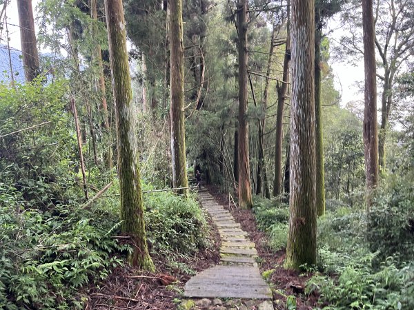 [嘉遊好步道．來嘉走走-04/10] 2024_1011 阿里山頂湖步道2624772