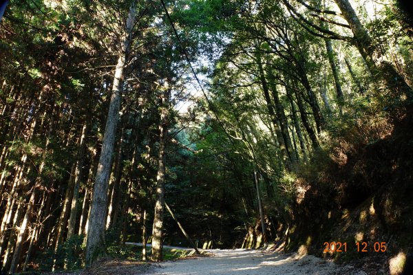 苗栗 泰安 榛山步道、榛山1540220