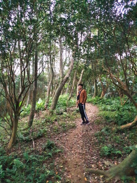 土城天上山，大暖尖山，猴洞，清水石門山，桐花公園，賞螢步道，承天禪寺，桃園福源山1645620