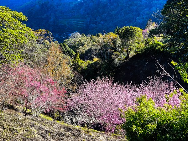 2025-02-16 巴蜈縱走2714315