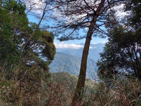 雪見大板根 北坑山1245161