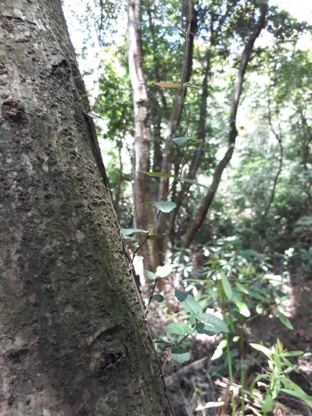 彰化芬園挑水古道碧山古道20190630620216