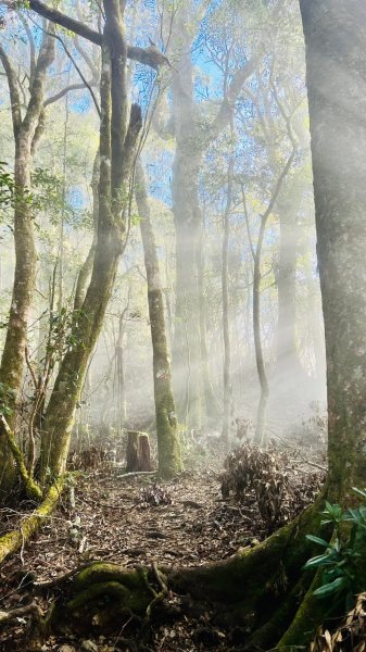 🌈12/18（三）魔法森林-塔曼山~網美打卡-巴陵鐵塔🌈2671871