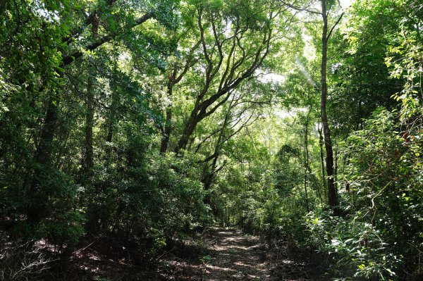 苗栗 三義 枕頭山、南片山2801761