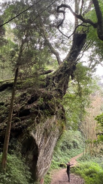 奮起湖大凍山1916439